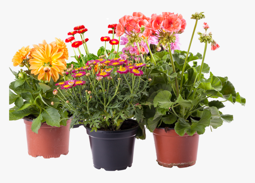 Potted flowers